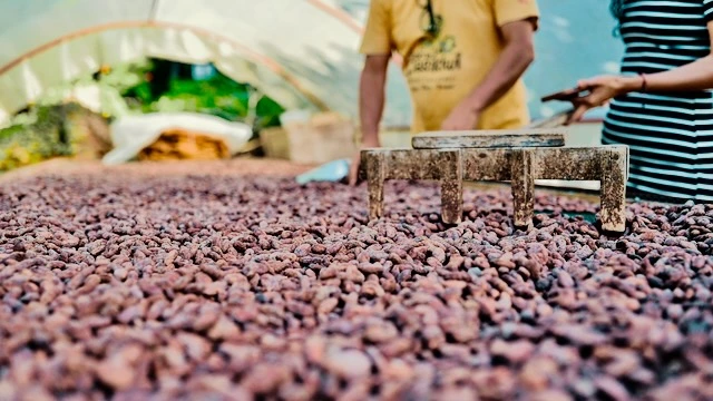 Chazuta cacao nativo